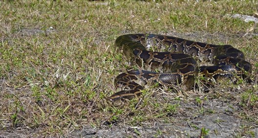Florida Pythons: How the Everglades Became a Hotbed for the Invasive ...