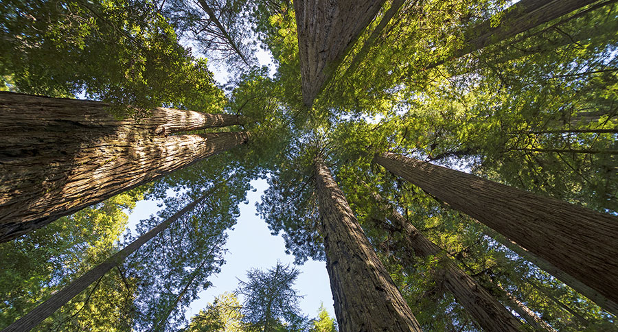 The Lacey Act What is It, and What Does It Do? Wide Open Spaces