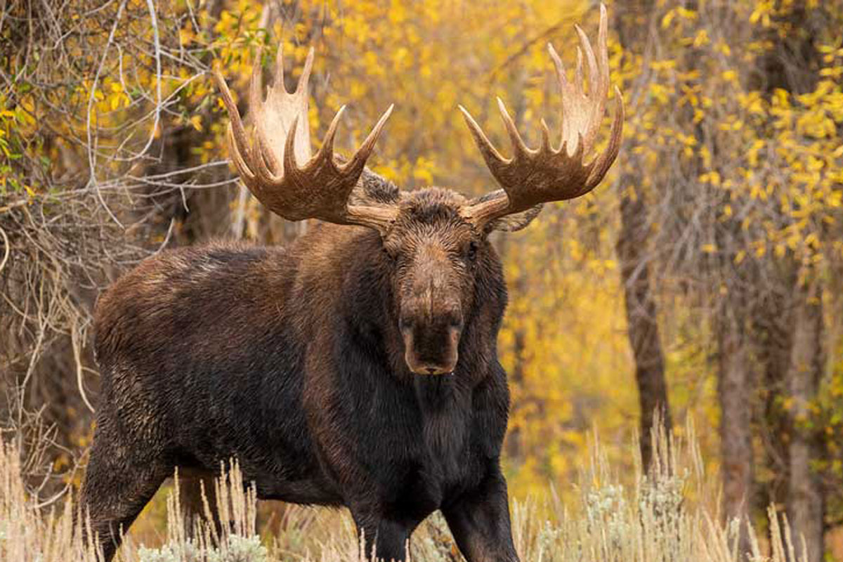 moose
