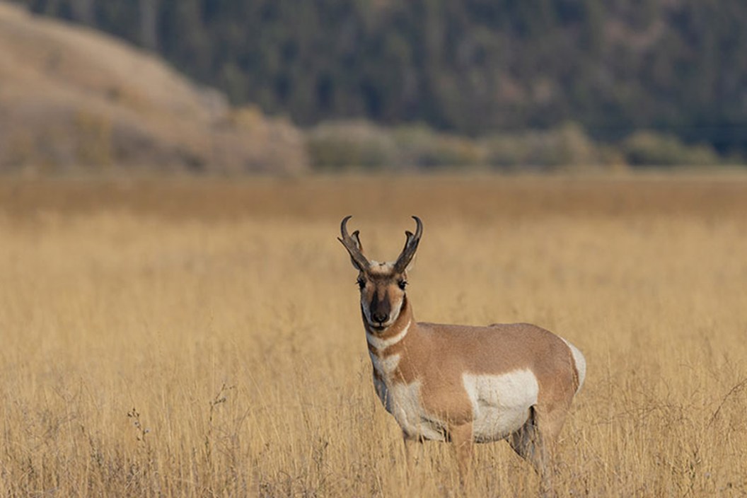 pronghorn