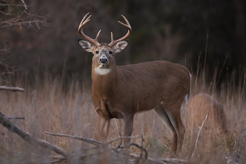 Best Deer Hunting in America List of 5 Improving States