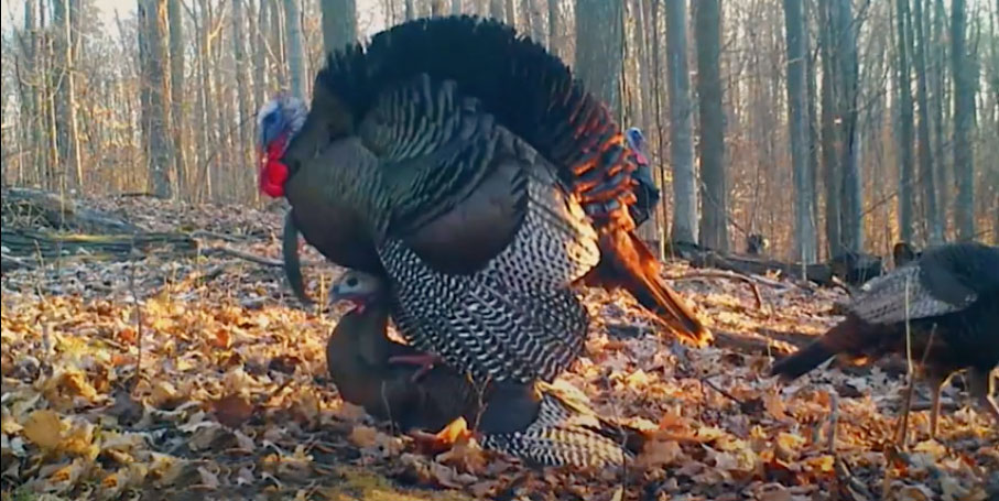 Wild Turkey Mating