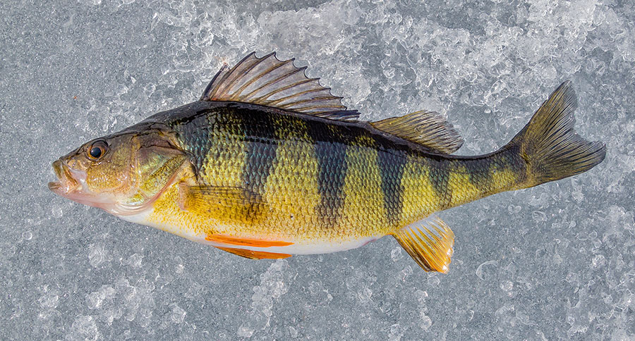 Yellow Perch