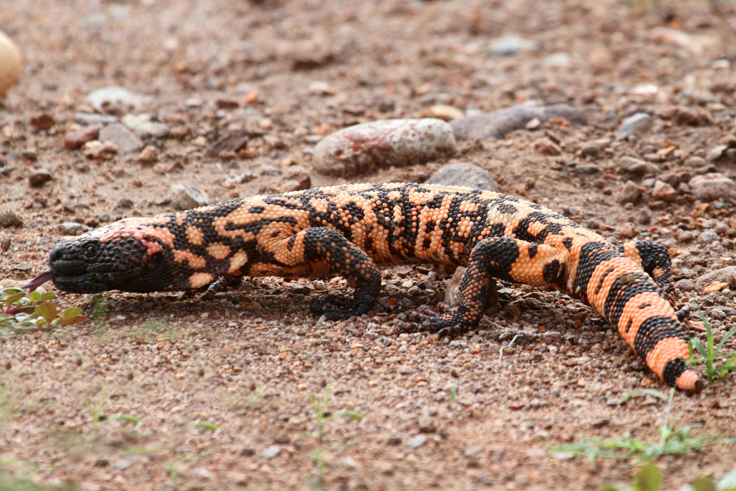 Gila Monster