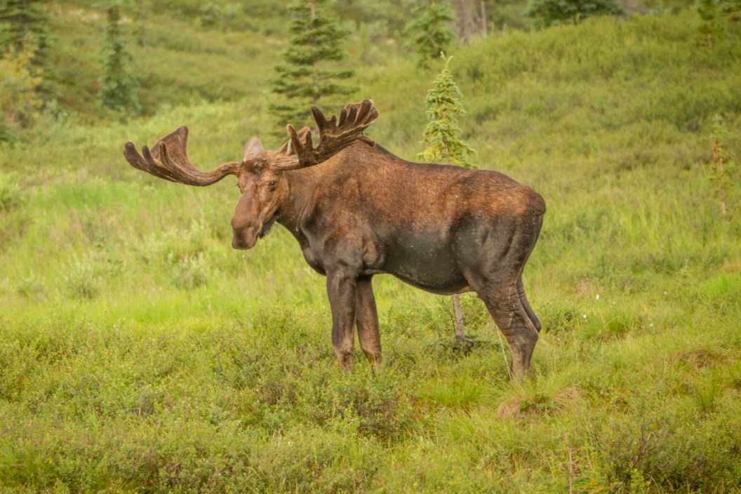How Big Is a Moose