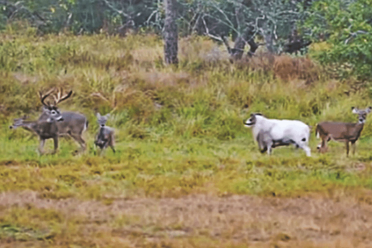 deer and ram