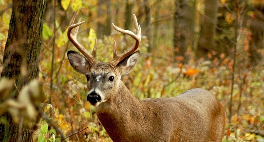 Indiana Deer Hunting