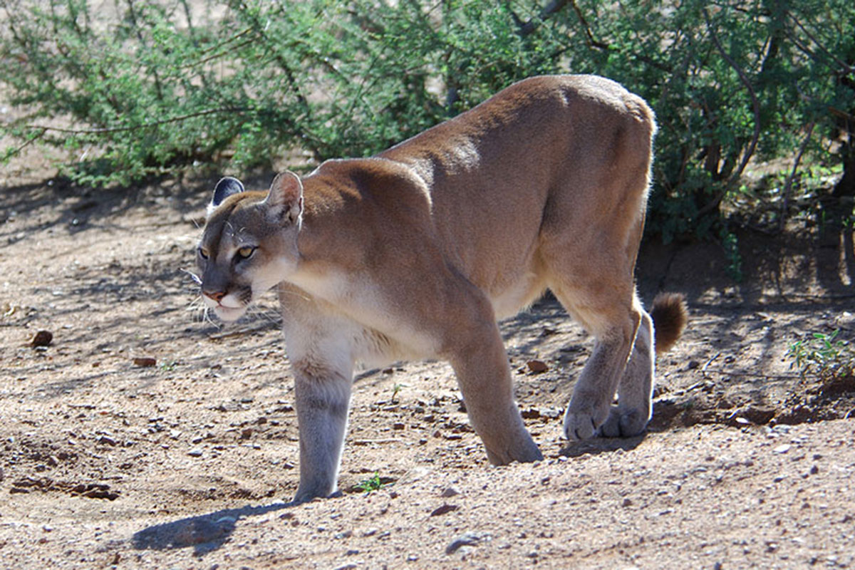 mountain lion