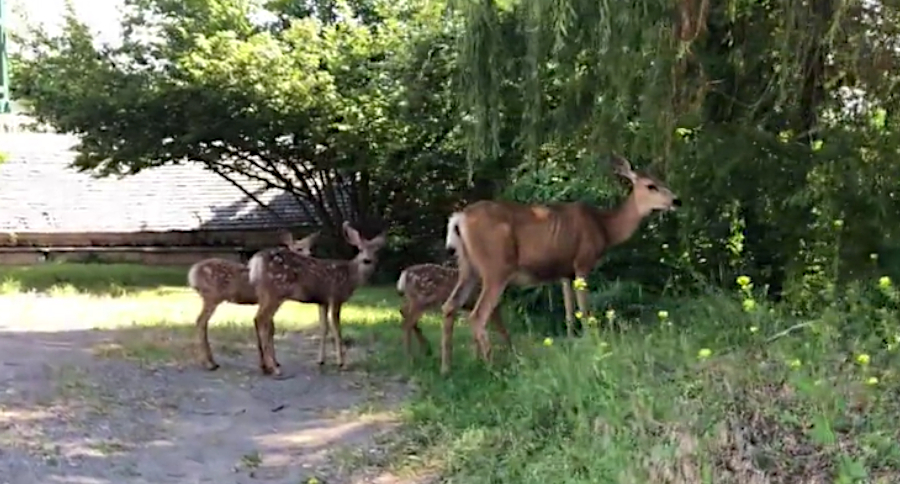 Triplet Fawns