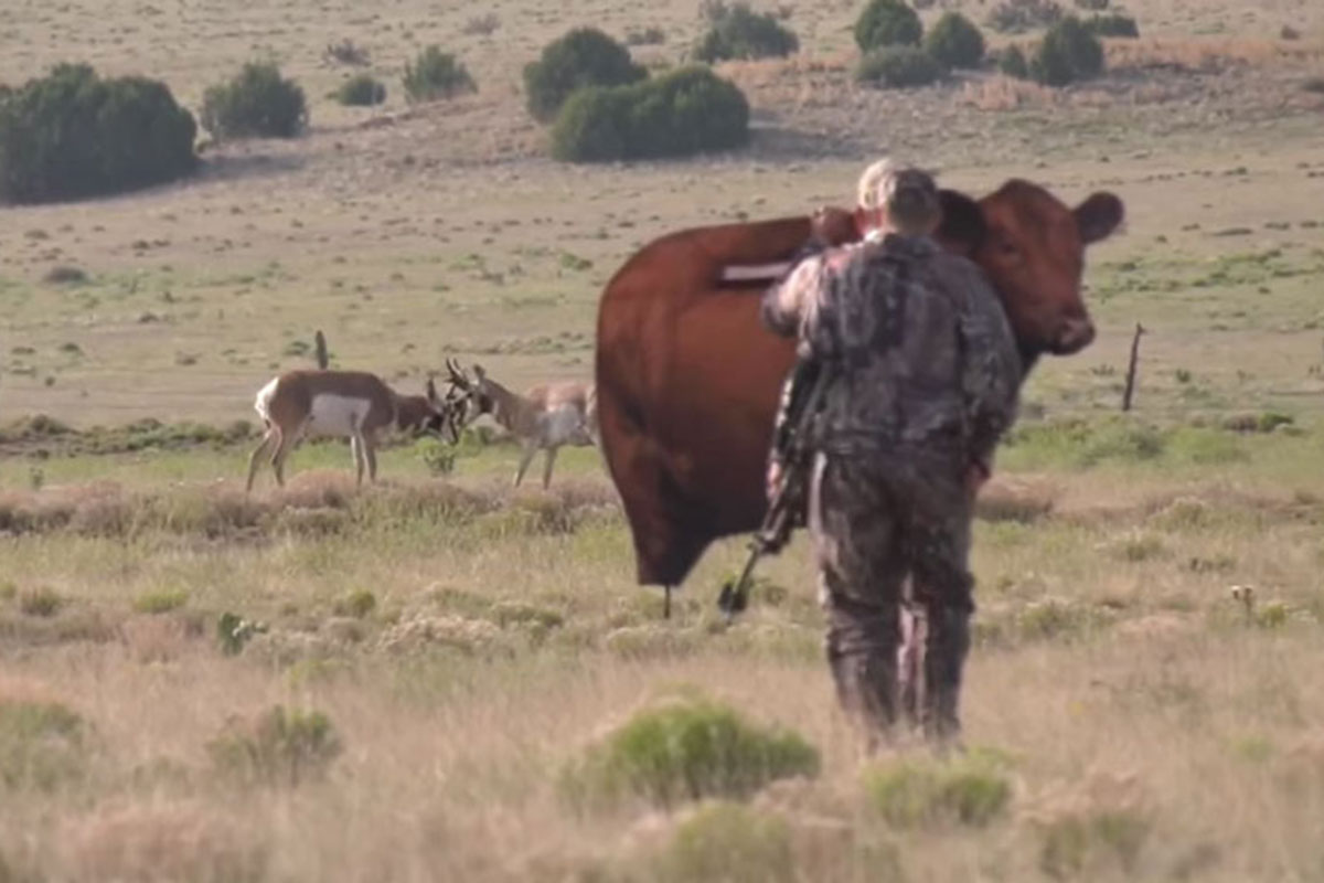 pronghorn hunting