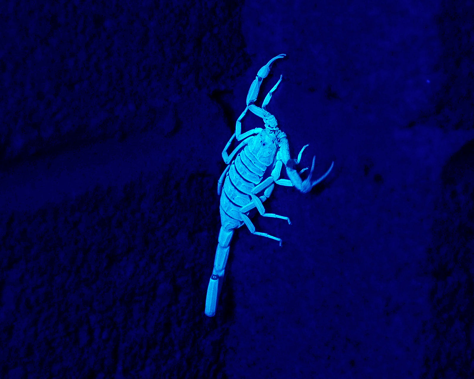 Arizona Bark Scorpion