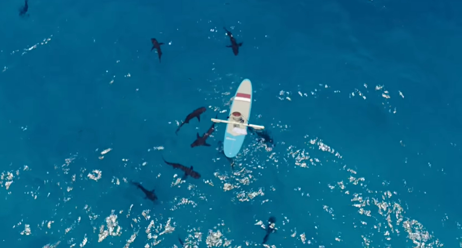 Sharks