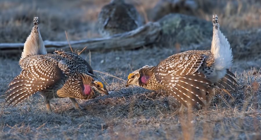 Sharp-tailed Grouse