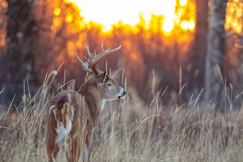 smoking while deer hunting