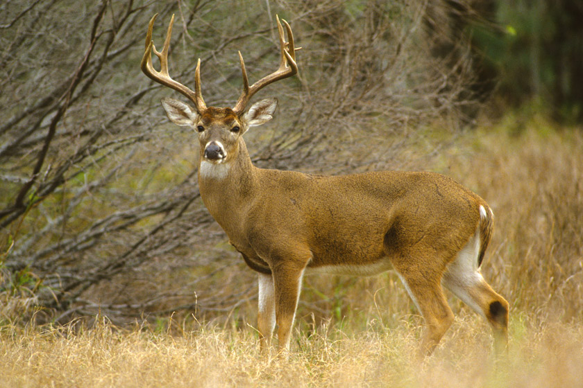 smoking while deer hunting