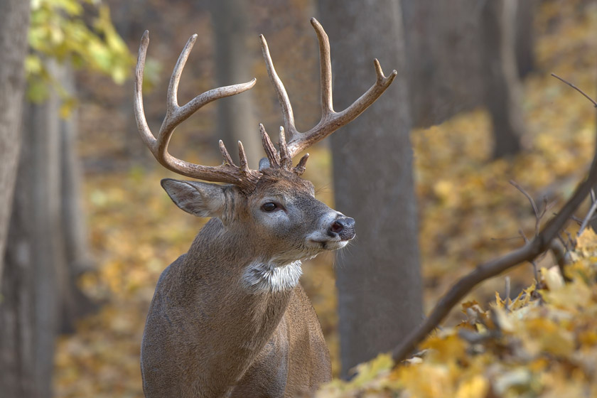 smoking while deer hunting