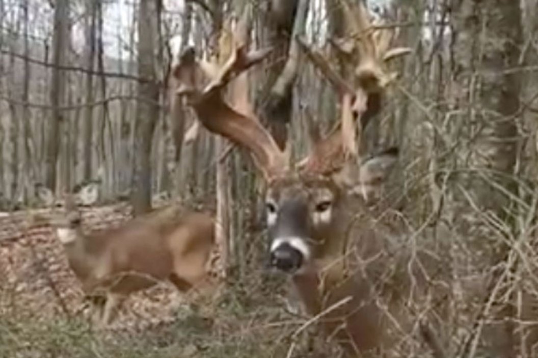 deer