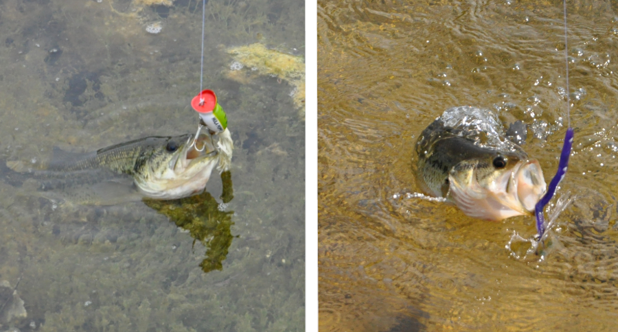 Soft Plastics vs. Hard Baits: When and Why You Should Use Both