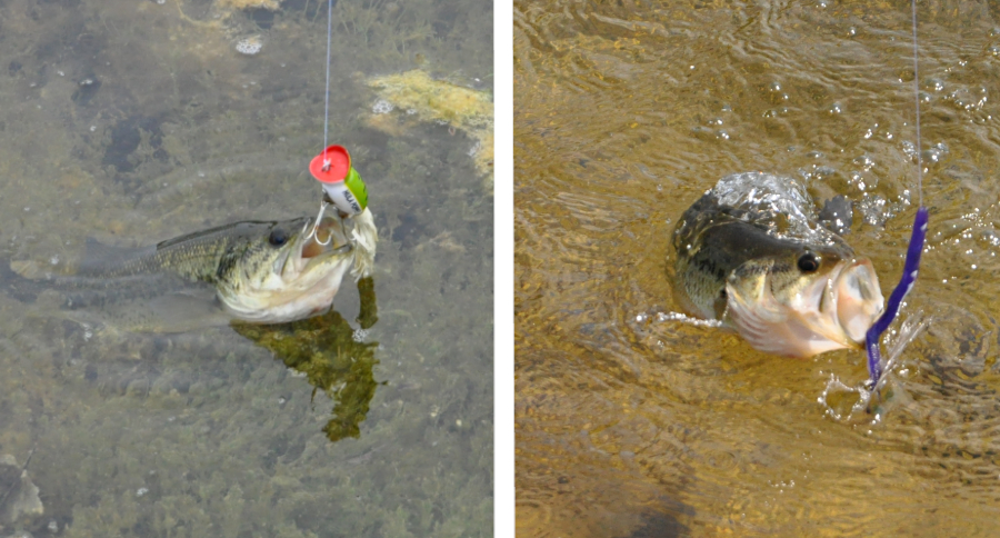 Soft Plastics vs. Hard Baits: When and Why You Should Use Both, and For  What Situations - Wide Open Spaces