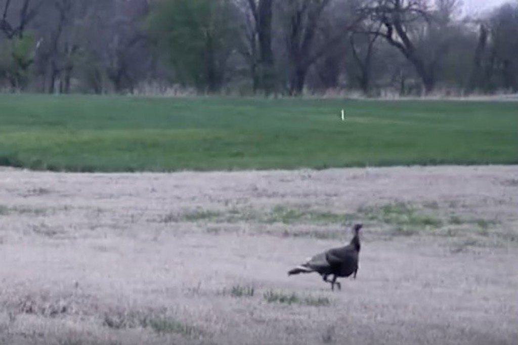 Watch This Turkey Explode from 5 Yards Away Wide Open Spaces