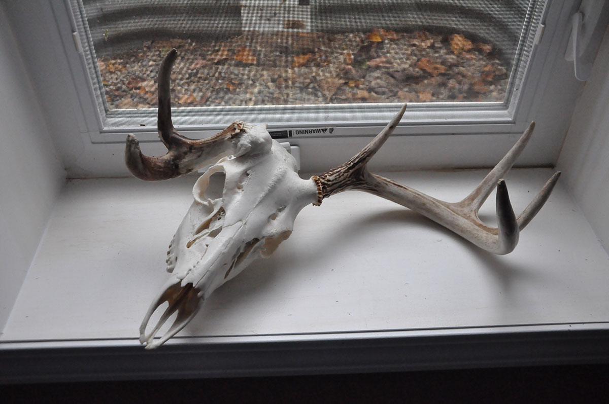 Goofy Sets of Deer Antlers: 12 Pictures of Weird-Looking Racks - Wide ...