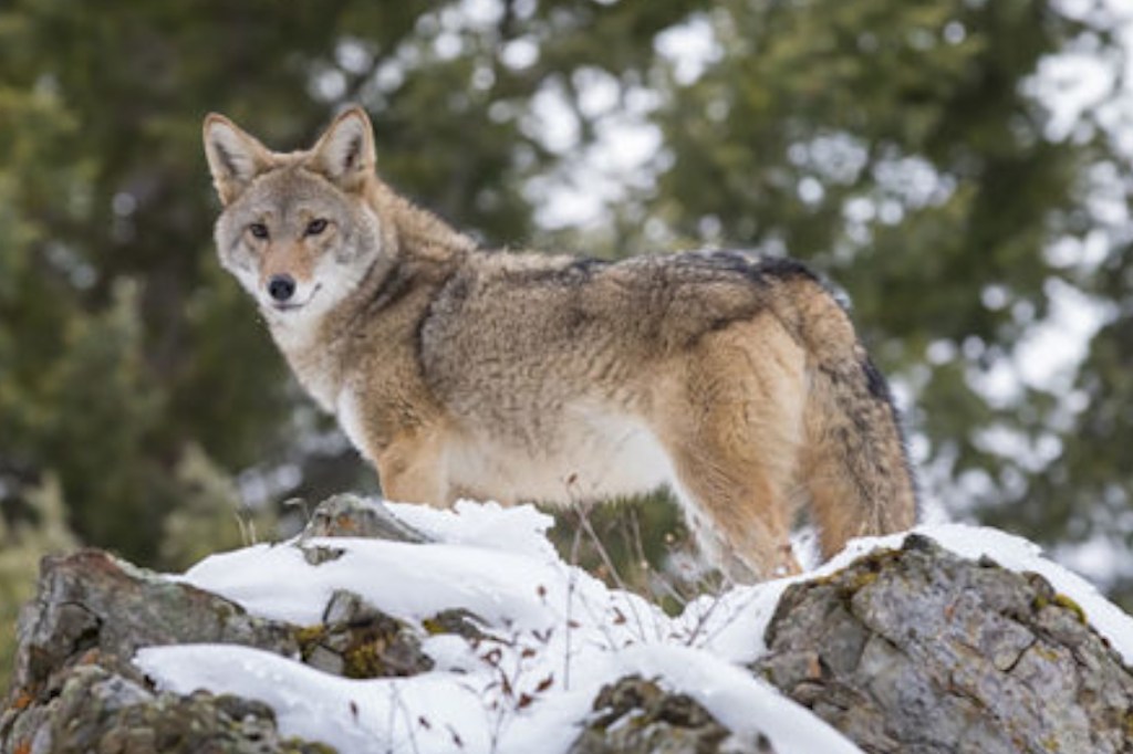 How to Keep Coyotes Away for Good Wide Open Spaces