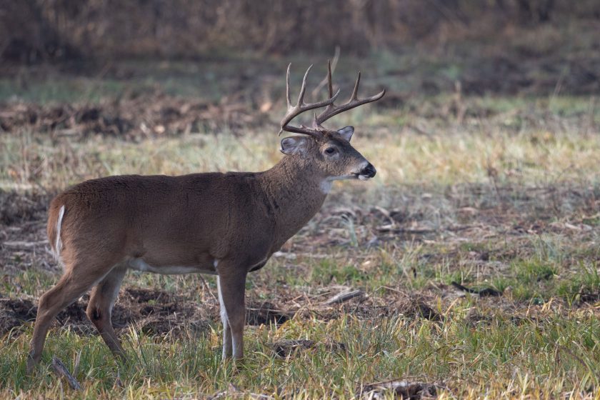 The Lacey Act: What is It, and What Does It Do? - Wide Open Spaces