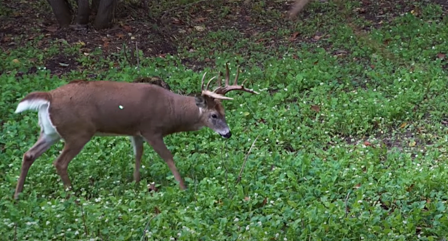 Wisconsin Buck