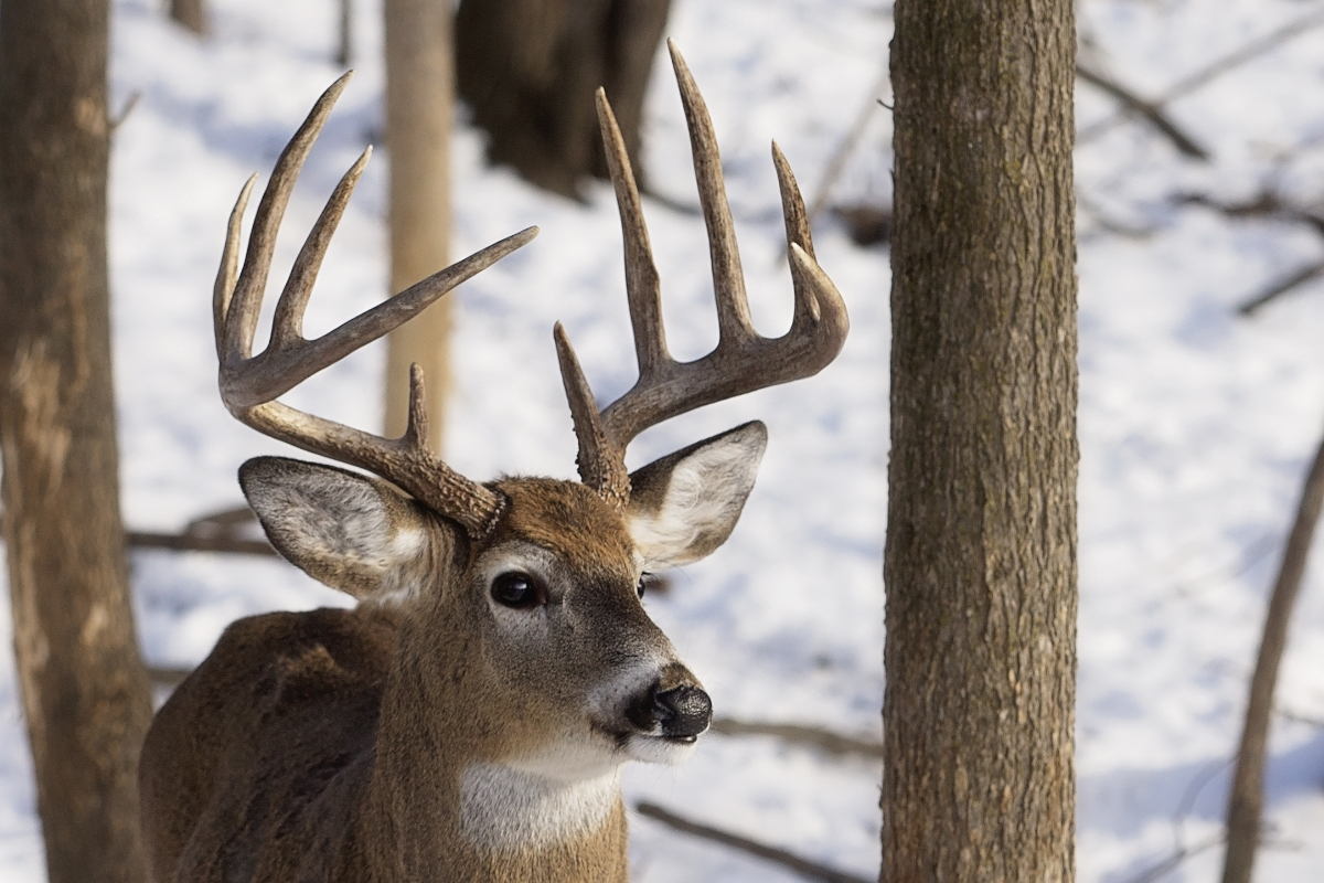 Hunter Shoots Protected Albino Deer in Wisconsin Wide Open Spaces