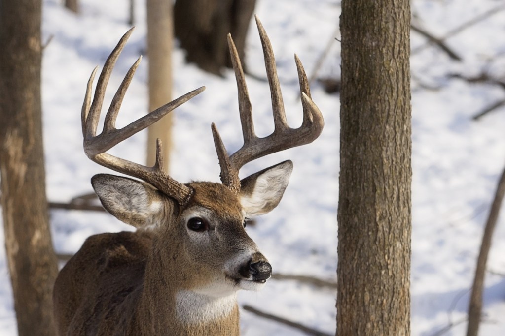 Best Hunting Season Weather