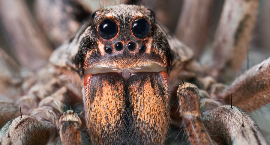 Wolf Spiders