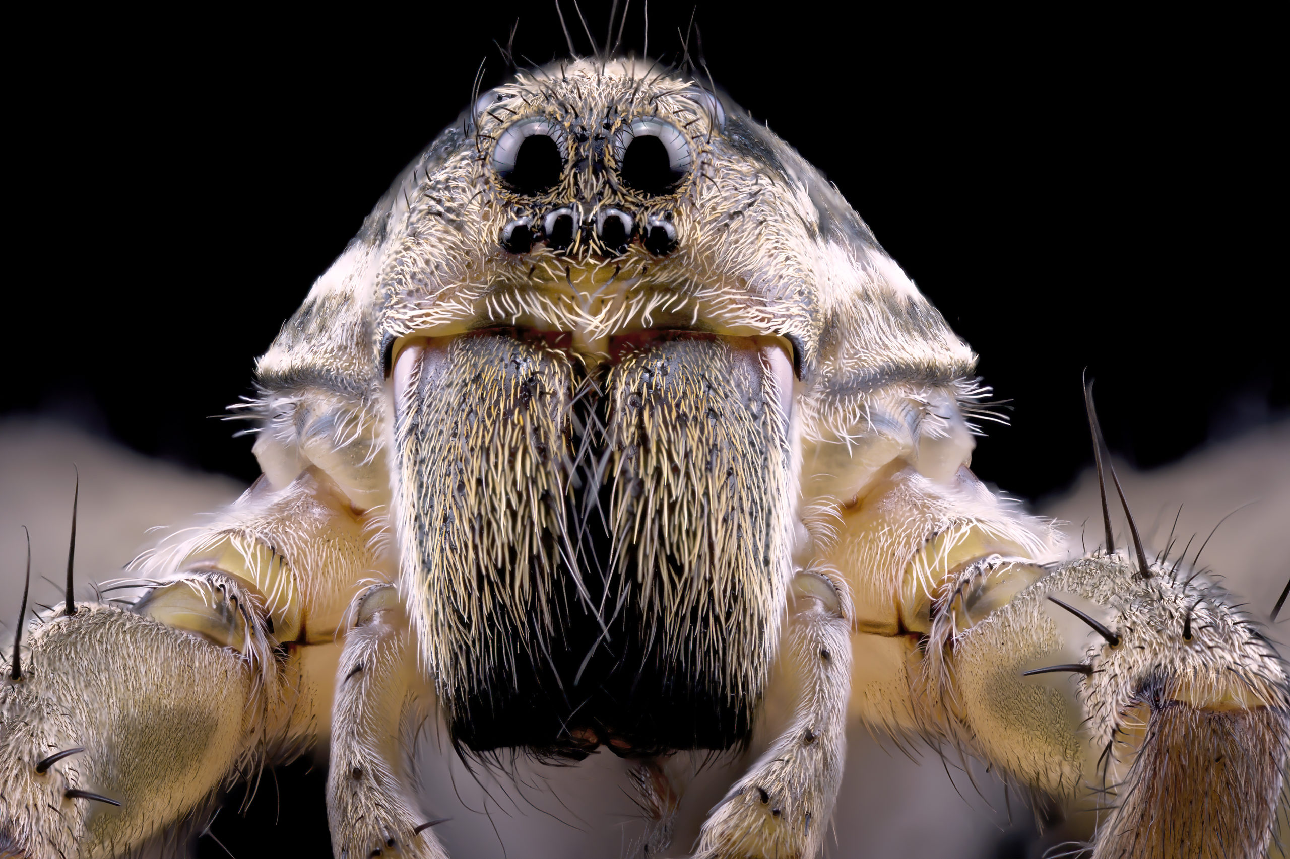 The Wolf Spider: A Creepy Predator Found Practically Everywhere - Wide ...