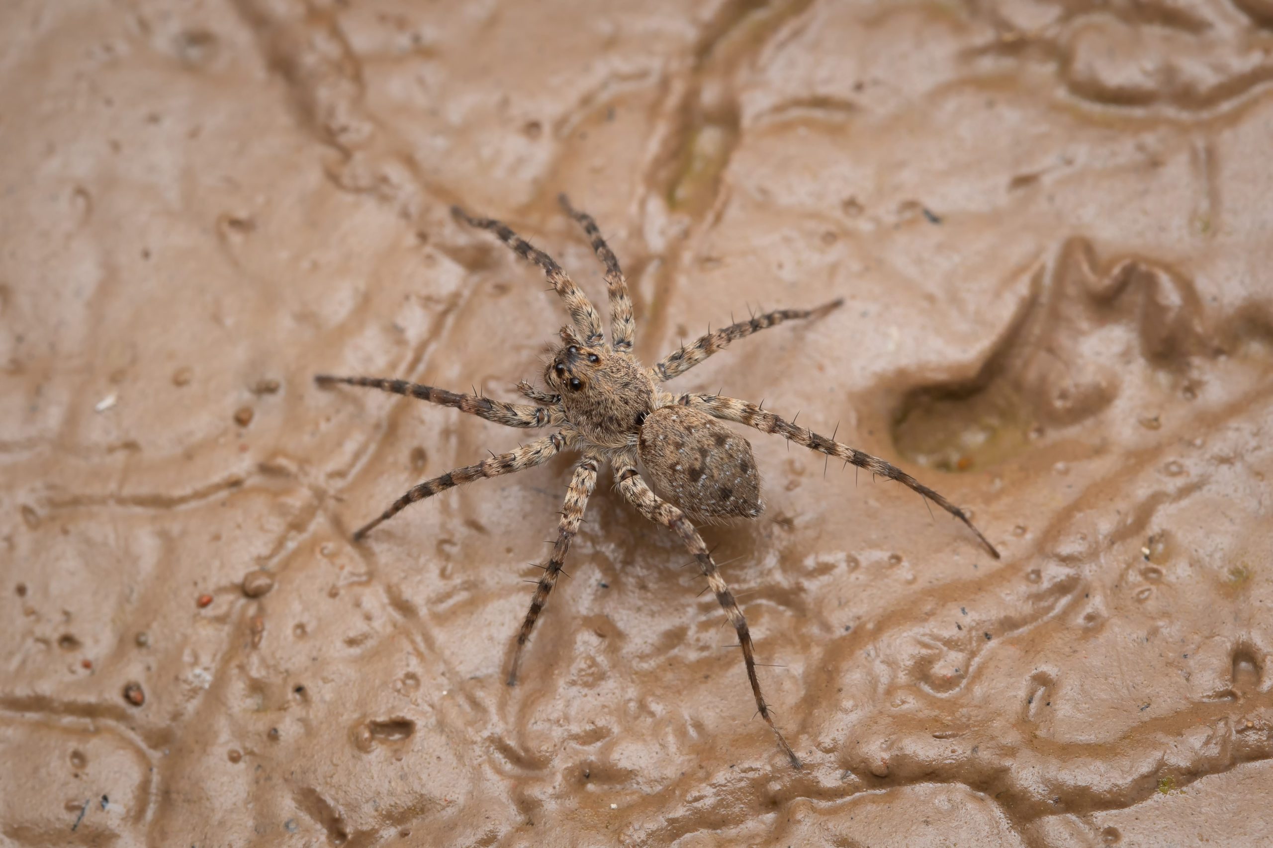 Wolf Spider