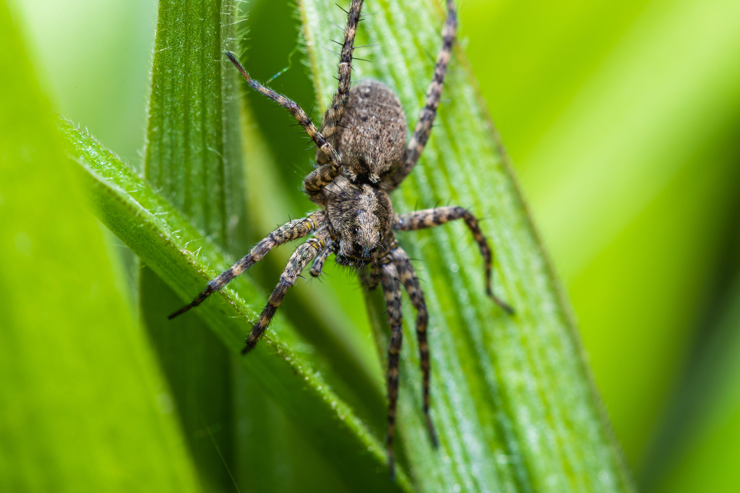 Wolf Spider