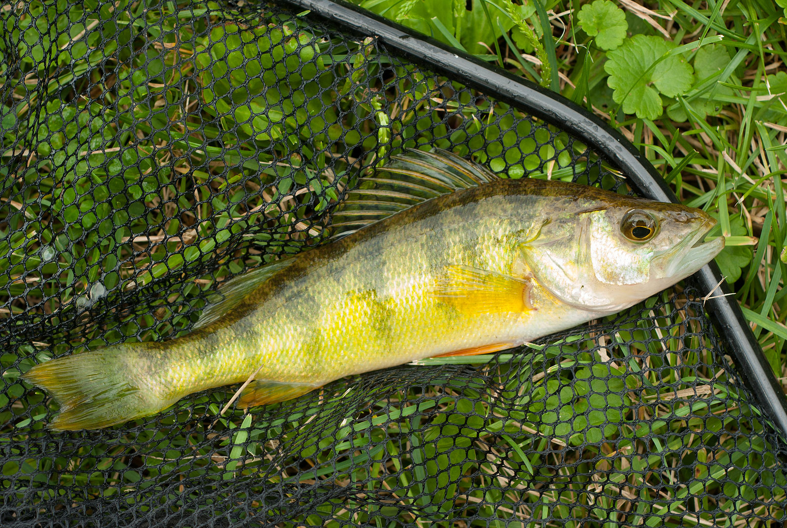 Yellow Perch