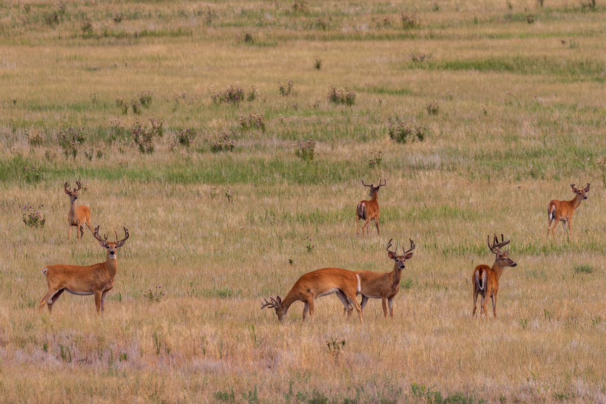 40-Point Buck