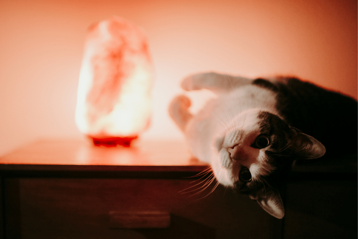 Salt Lamps and Cats Glowing, Calm and Dangerous to Feline Friends