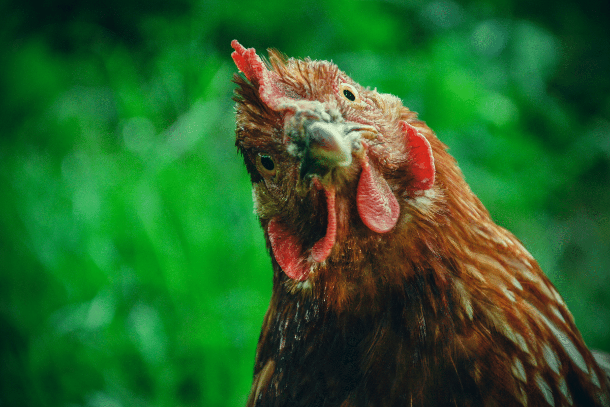 Chicken stares back at the camera