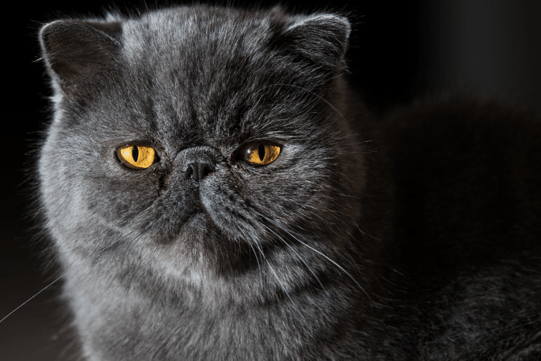 Cat breed hot sale with smushed face