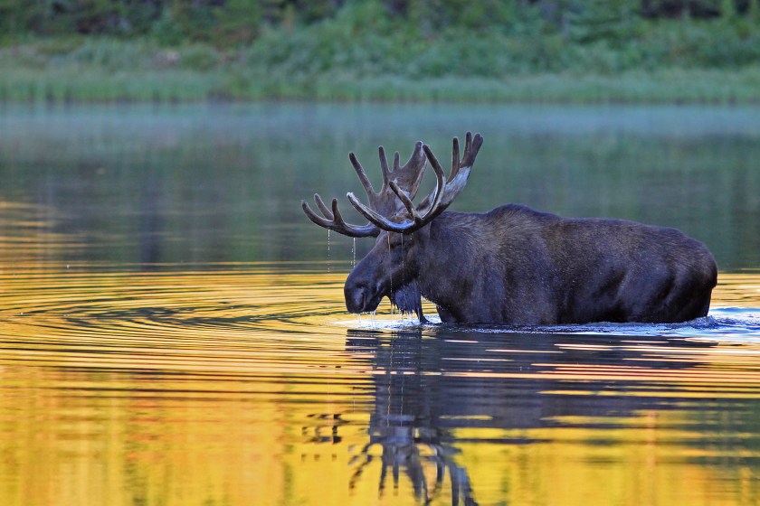 moose in the water