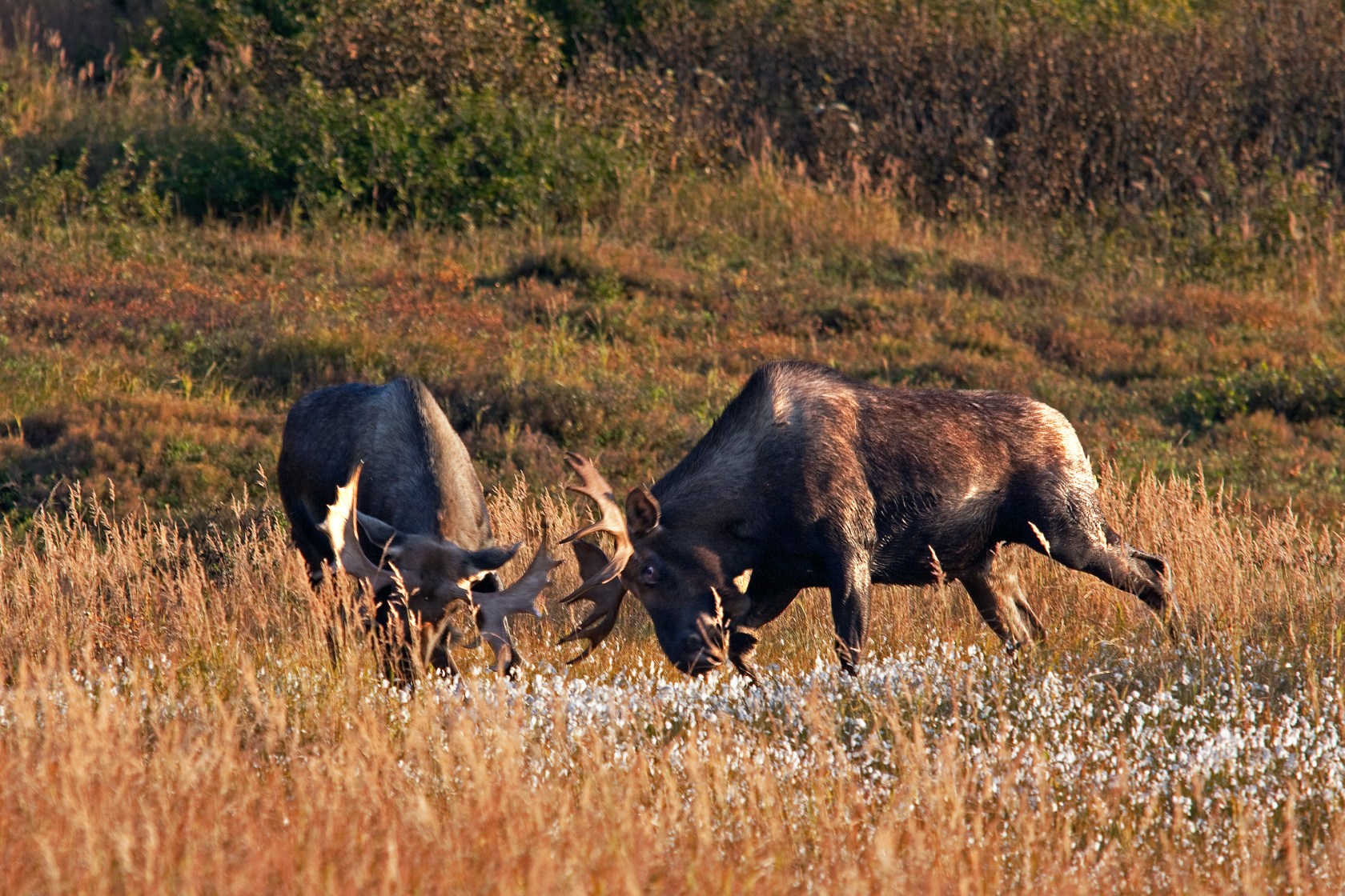 Moose vs. Elk: Key Species Differences