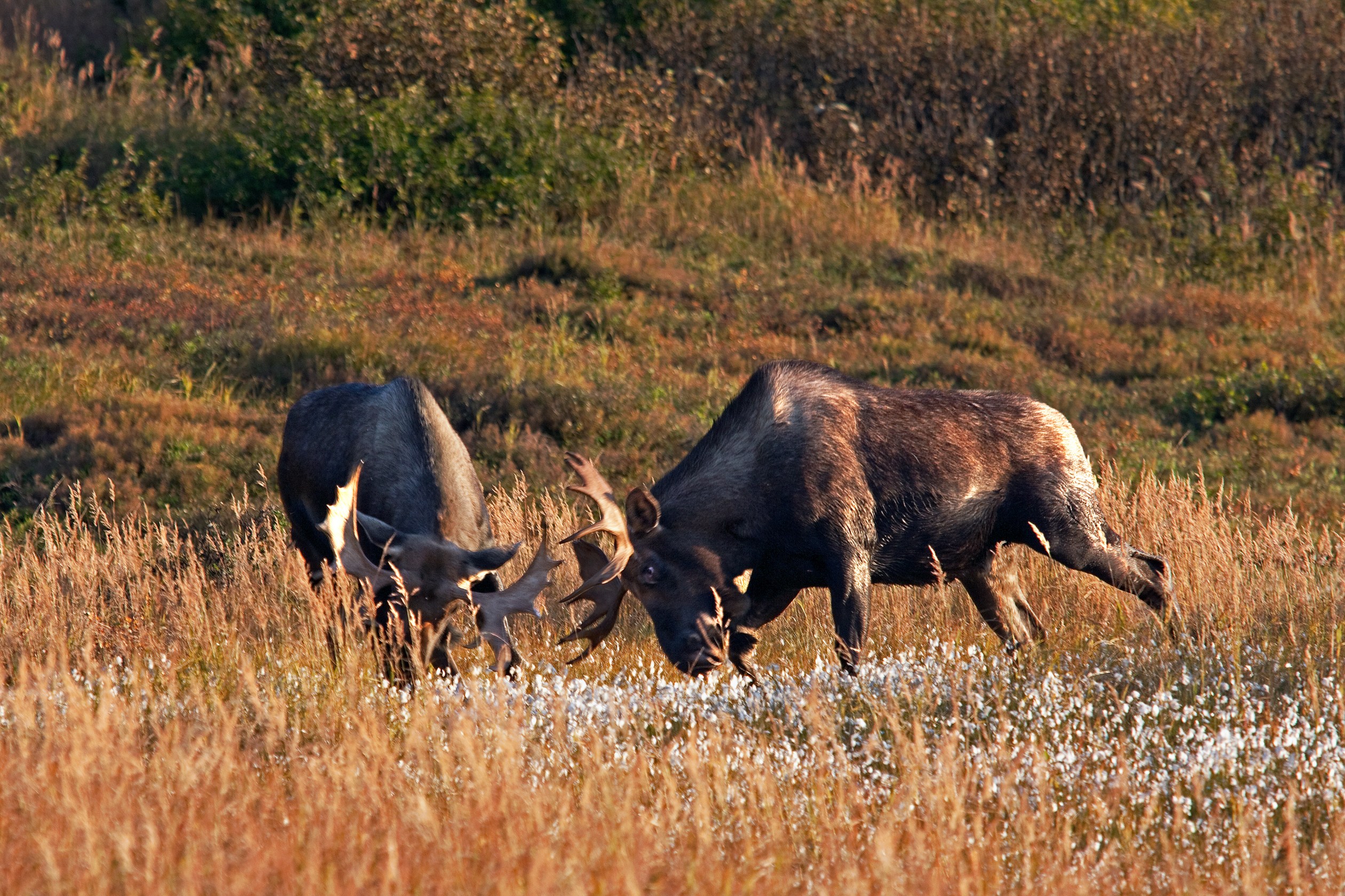 Moose vs. Elk: Key Species Differences