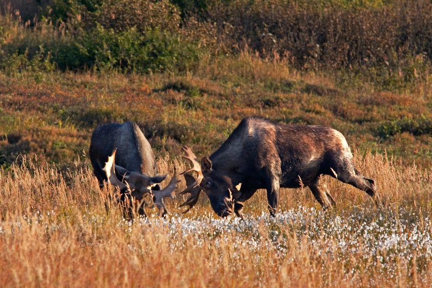 alaska moose