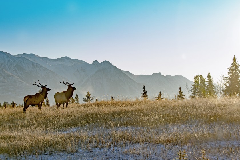bull elk in the alpine.