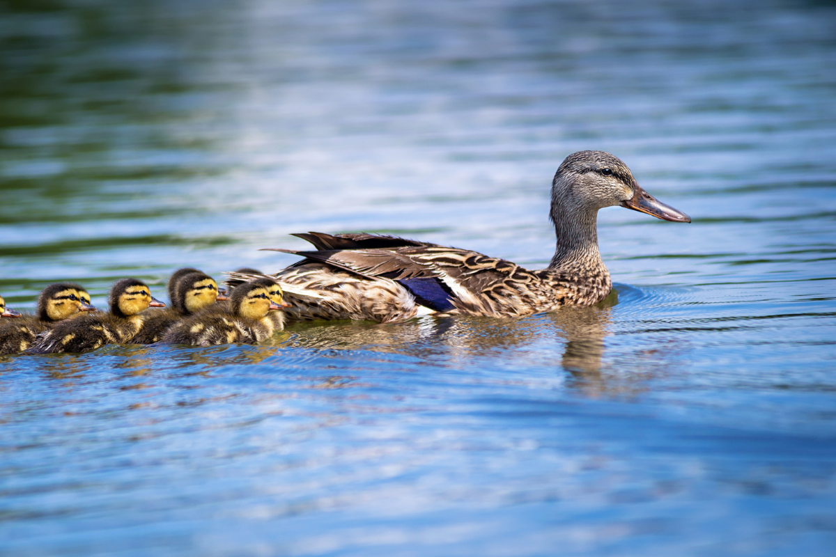 Groups of Ducks Have a Special Name, And There's More Than One!
