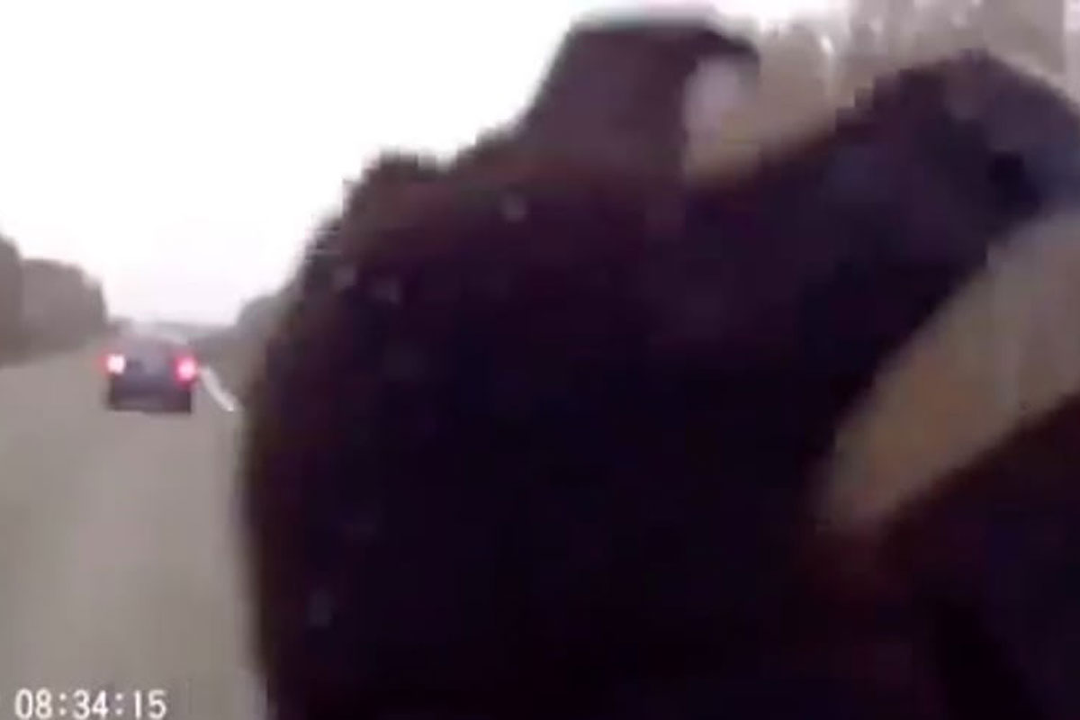 bear hit by car