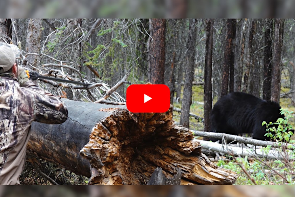 Tim Wells Successfully Harvests a Black Bear Using a Blowgun Wide