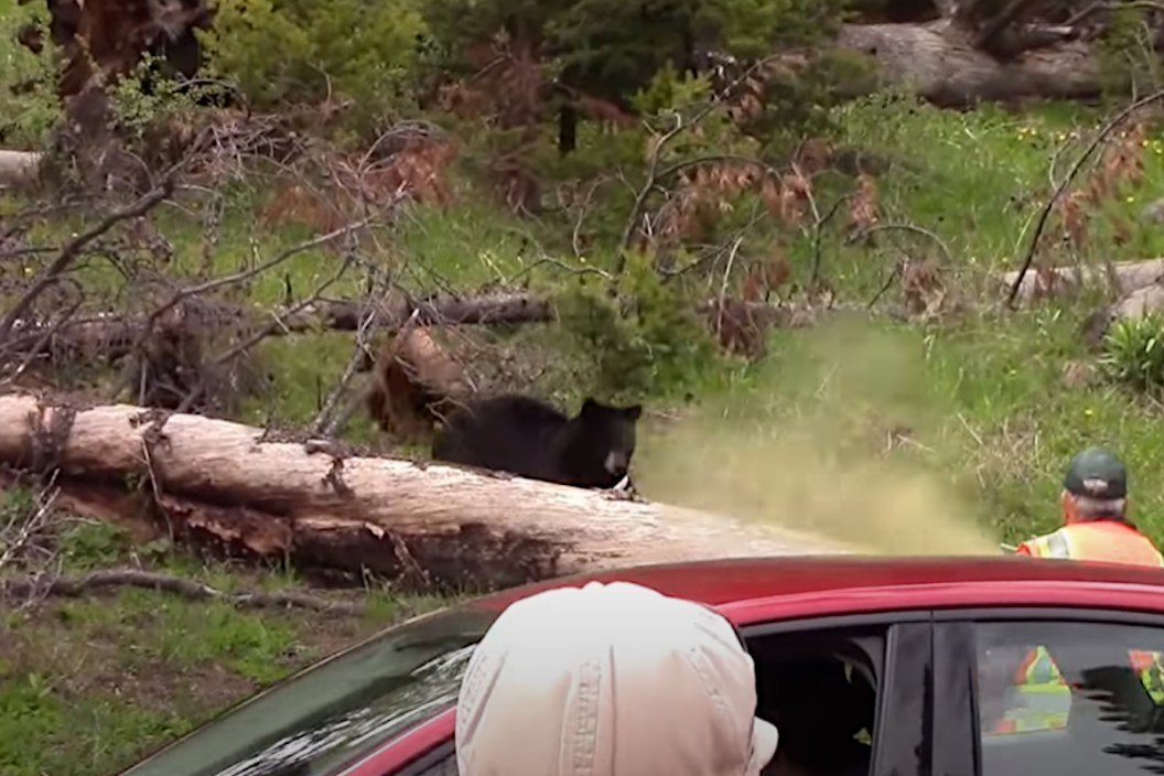 Bear Spray