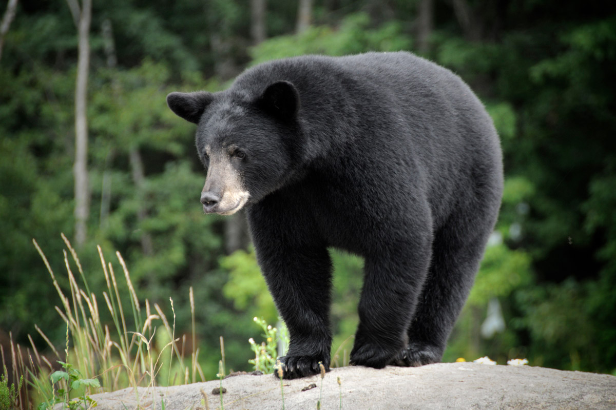 bear