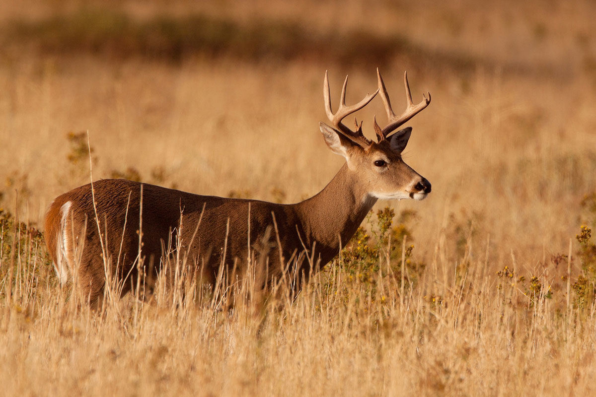 buck